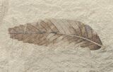 Fossil Cedrelospermum & Pseudosalix Leaves - Green River Formation #16342-1